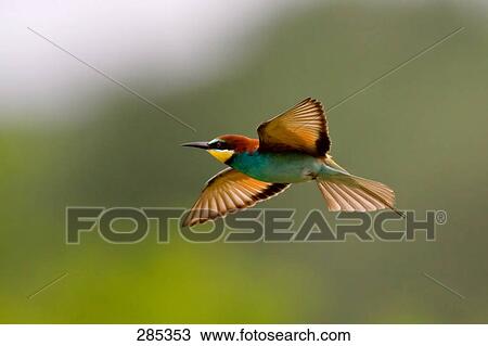 Close-up of European Bee-eater (Merops apiaster) bird in flight View Large Photo Image Stock Image - Close-up of European Bee-eater (Merops apiaster) bird in flight . Fotosearch