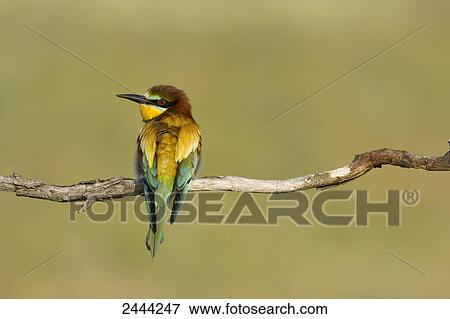 Close-up of European Bee-eater (Merops apiaster) perching on branch, Hungary View Large Photo Image Stock Photo - Close-up of European Bee-eater (Merops apiaster) perching on branch, Hungary . Fotosearch