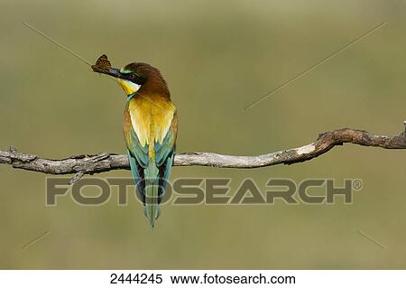 Close-up of European Bee-eater (Merops apiaster) perching on branch with prey in its beak, Hungary View Large Photo Image Stock Photography - Close-up of European Bee-eater (Merops apiaster) perching on branch with prey in its beak, Hungary . Fotosearch