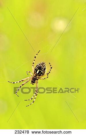 Close-up of European Garden spider (Araneus diadematus) on leaf View Large Photo Image Stock Photo - Close-up of European Garden spider (Araneus diadematus) on leaf . Fotosearch