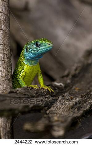 Close-up of European green lizard (Lacerta Viridis) on tree View Large Photo Image Stock Image - Close-up of European green lizard (Lacerta Viridis) on tree . Fotosearch