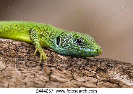Close-up of European green lizard (Lacerta Viridis) on tree View Large Photo Image Stock Photo - Close-up of European green lizard (Lacerta Viridis) on tree . Fotosearch