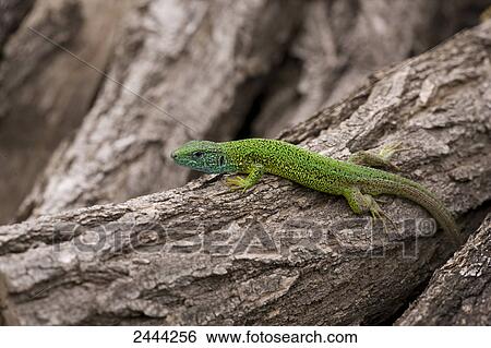 Close-up of European green lizard (Lacerta Viridis) on tree View Large Photo Image Stock Photograph - Close-up of European green lizard (Lacerta Viridis) on tree . Fotosearch