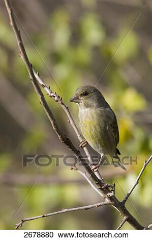 Close-up of European Greenfinch (Carduelis chloris) perching on branch View Large Photo Image Stock Image - Close-up of European Greenfinch (Carduelis chloris) perching on branch . Fotosearch