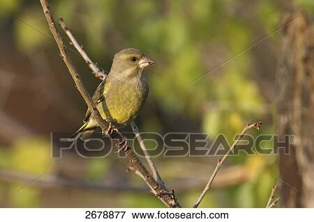 Stock Photo - Close-up of European Greenfinch (Carduelis chloris) perching on branch . Fotosearch