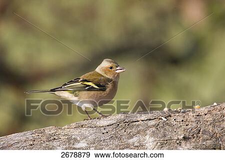 Close-up of European Greenfinch (Carduelis chloris) perching on branch View Large Photo Image Stock Photo - Close-up of European Greenfinch (Carduelis chloris) perching on branch . Fotosearch