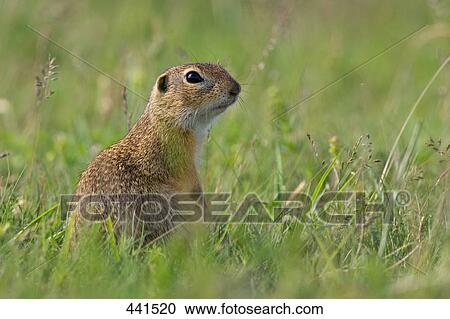 Close-up of European ground squirrel (Spermophilus citellus) in field View Large Photo Image Stock Image - Close-up of European ground squirrel (Spermophilus citellus) in field . Fotosearch