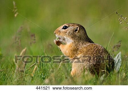 Close-up of European ground squirrel (Spermophilus citellus) in field View Large Photo Image Stock Image - Close-up of European ground squirrel (Spermophilus citellus) in field . Fotosearch