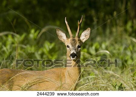 Stock Photo - Close-up of European Roe Deer (Capreolus capreolus) standing in forest . Fotosearch