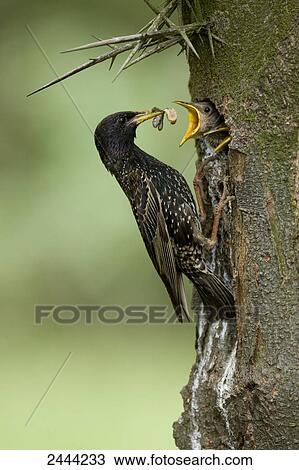 Close-up of European Starling (Sturnus vulgaris) feeding its young ones on tree hole View Large Photo Image Stock Image - Close-up of European Starling (Sturnus vulgaris) feeding its young ones on tree hole . Fotosearch
