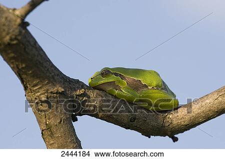 Picture - Close-up of European tree frog (Hyla arborea) on tree . Fotosearch