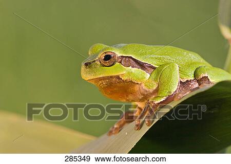Close-up of European tree frog (Hyla arborea) on leaf View Large Photo Image Stock Photo - Close-up of European tree frog (Hyla arborea) on leaf . Fotosearch