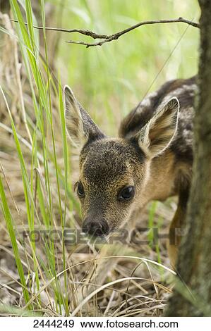 Close-up of fawn of European Roe deer (Capreolus capreolus) in forest View Large Photo Image Stock Photo - Close-up of fawn of European Roe deer (Capreolus capreolus) in forest . Fotosearch