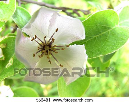 Close-up of flower and leaves View Large Photo Image Stock Image - Close-up of flower and leaves . Fotosearch