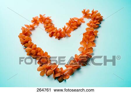 Close-up of flowers arranged in heart shape View Large Photo Image Stock Image - Close-up of flowers arranged in heart shape . Fotosearch