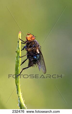 Close-up of fly on leaf View Large Photo Image Stock Photograph - Close-up of fly on leaf . Fotosearch