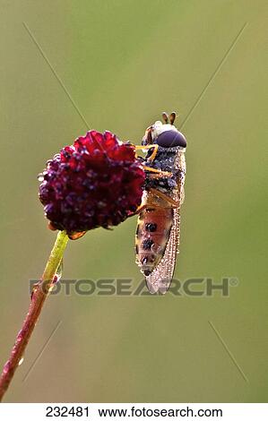 Close-up of fly pollinating flower View Large Photo Image Stock Image - Close-up of fly pollinating flower . Fotosearch