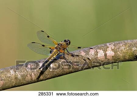 Stock Image - Close-up of Four-Spotted Chaser (Libellula quadrimaculata) on branch . Fotosearch