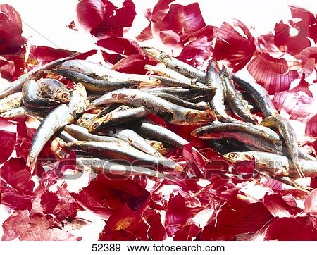 Stock Photo - Close-up of fresh sardines on red onion peels . Fotosearch