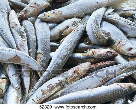 Close-up of fresh sardines View Large Photo Image Stock Image - Close-up of fresh sardines . Fotosearch