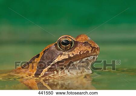 Stock Image - Close-up of frog in water . Fotosearch