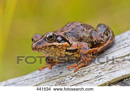 Picture - Close-up of frog . Fotosearch