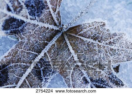 Picture - Close-up of frozen leaf . Fotosearch
