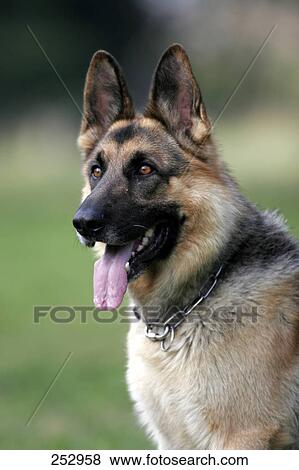 Close-up of German Shepherd panting View Large Photo Image Stock Photo - Close-up of German Shepherd panting . Fotosearch