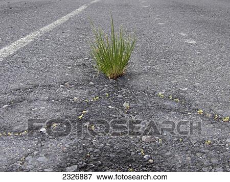 Close-up of grass on road, La Gomera, Canary Islands, Spain View Large Photo Image Stock Photo - Close-up of grass on road, La Gomera, Canary Islands, Spain . Fotosearch