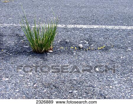 Close-up of grass on road, La Gomera, Canary Islands, Spain View Large Photo Image Stock Photo - Close-up of grass on road, La Gomera, Canary Islands, Spain . Fotosearch