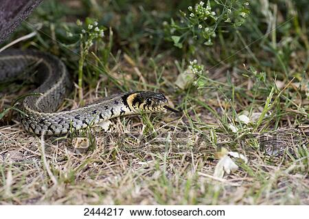 Stock Photo - Close-up of Grass Snake (Natrix natrix) in forest . Fotosearch