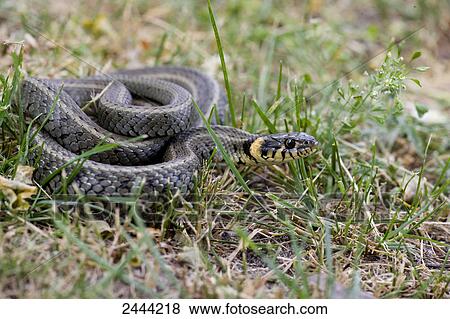 Close-up of Grass Snake (Natrix natrix) in forest View Large Photo Image Stock Photo - Close-up of Grass Snake (Natrix natrix) in forest . Fotosearch