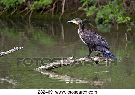 Close-up of Great Cormorant (Phalacrocorax carbo) bird perching on branch in water View Large Photo Image Stock Photo - Close-up of Great Cormorant (Phalacrocorax carbo) bird perching on branch in water . Fotosearch