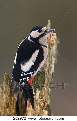 Stock Image - Close-up of Great Spotted Woodpecker (Dendrocopos major) perching on tree stump . Fotosearch