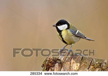 Close-up of Great Tit (Parus major) perching on tree stump View Large Photo Image Picture - Close-up of Great Tit (Parus major) perching on tree stump . Fotosearch