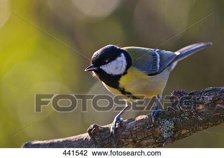 Close-up of Great Tit (Parus major) bird perching on branch View Large Photo Image Stock Image - Close-up of Great Tit (Parus major) bird perching on branch . Fotosearch