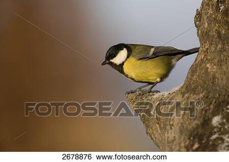 Close-up of Great Tit (Parus major) perching on branch View Large Photo Image Stock Photograph - Close-up of Great Tit (Parus major) perching on branch . Fotosearch