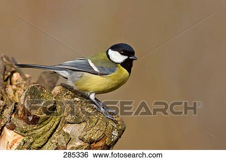 Close-up of Great Tit (Parus Major) bird on tree stump View Large Photo Image Stock Photograph - Close-up of Great Tit (Parus Major) bird on tree stump . Fotosearch