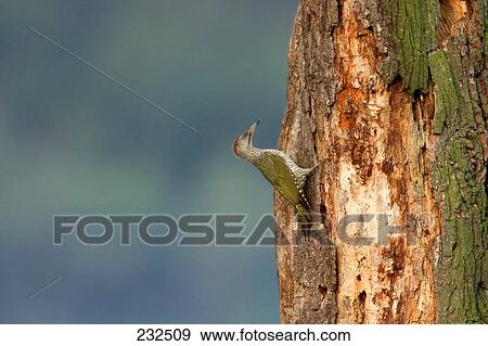 Close-up of Green Woodpecker (Picus viridis) bird perching on tree trunk View Large Photo Image Stock Photo - Close-up of Green Woodpecker (Picus viridis) bird perching on tree trunk . Fotosearch