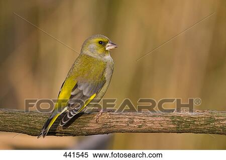 Stock Photography - Close-up of Greenfinch (Carduelis Chloris) bird perching on branch . Fotosearch