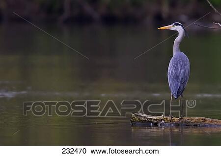 Close-up of Grey Heron (Ardea cinerea) bird perching on branch in water View Large Photo Image Stock Image - Close-up of Grey Heron (Ardea cinerea) bird perching on branch in water . Fotosearch