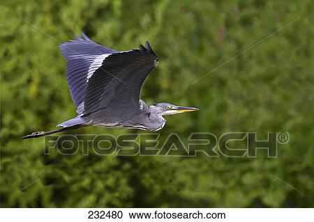 Close-up of Grey Heron (Ardea cinerea) bird in flight View Large Photo Image Stock Image - Close-up of Grey Heron (Ardea cinerea) bird in flight . Fotosearch