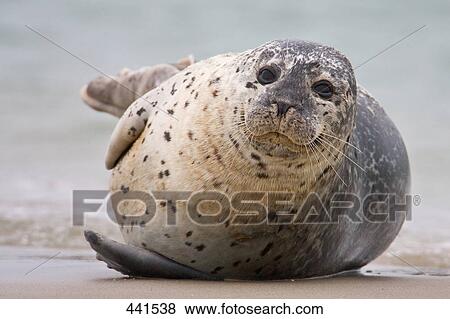 Stock Photo - Close-up of Harbor seal (Phoca Vitulina) on beach, Heligoland, Lueneburg District, Lower Saxony, Germany . Fotosearch