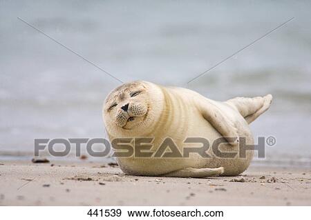 Close-up of Harbor seal (Phoca Vitulina) on beach, Heligoland, Lueneburg District, Lower Saxony, Germany View Large Photo Image Stock Photo - Close-up of Harbor seal (Phoca Vitulina) on beach, Heligoland, Lueneburg District, Lower Saxony, Germany . Fotosearch
