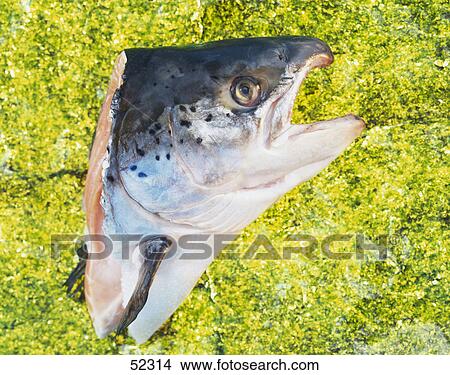 Close-up of head of dead salmon View Large Photo Image Picture - Close-up of head of dead salmon . Fotosearch