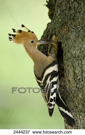 Close-up of Hoopoe (Upupa epops) perching on tree trunk View Large Photo Image Stock Photo - Close-up of Hoopoe (Upupa epops) perching on tree trunk . Fotosearch