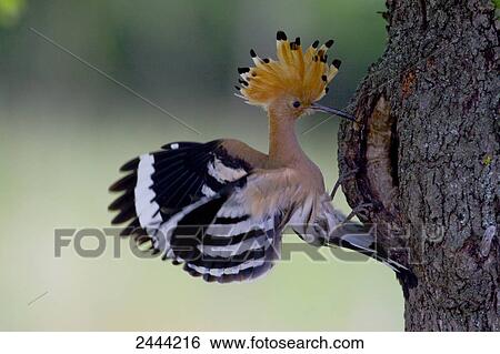 Close-up of Hoopoe (Upupa epops) perching on tree trunk View Large Photo Image Stock Photograph - Close-up of Hoopoe (Upupa epops) perching on tree trunk . Fotosearch