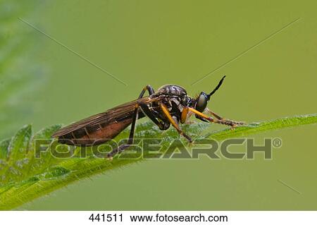 Stock Image - Close-up of Hymenoptera on leaf . Fotosearch