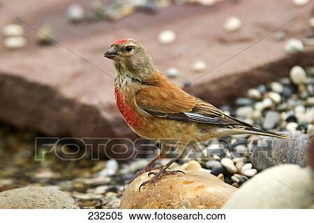Close-up of Linnet (Carduelis cannabina) bird on stone View Large Photo Image Stock Photography - Close-up of Linnet (Carduelis cannabina) bird on stone . Fotosearch