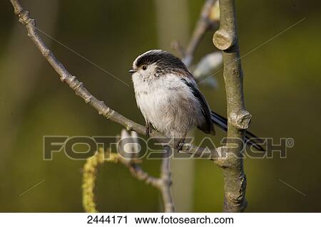 Close-up of Long-tailed Tit (Aegithalos caudatus) perching on branch View Large Photo Image Stock Image - Close-up of Long-tailed Tit (Aegithalos caudatus) perching on branch . Fotosearch